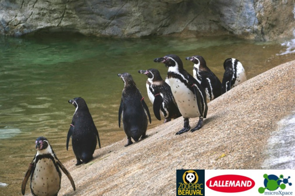 ZooParc de Beauval Launched Trial to Improve Penguin Immunity Against Aspergillosis with microXpace and Lallemand Animal Nutrition